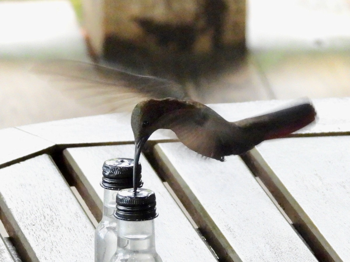 kolibřík jamajský - ML616987514