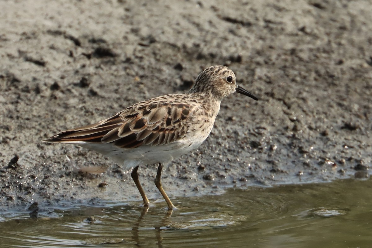 Least Sandpiper - ML616987516