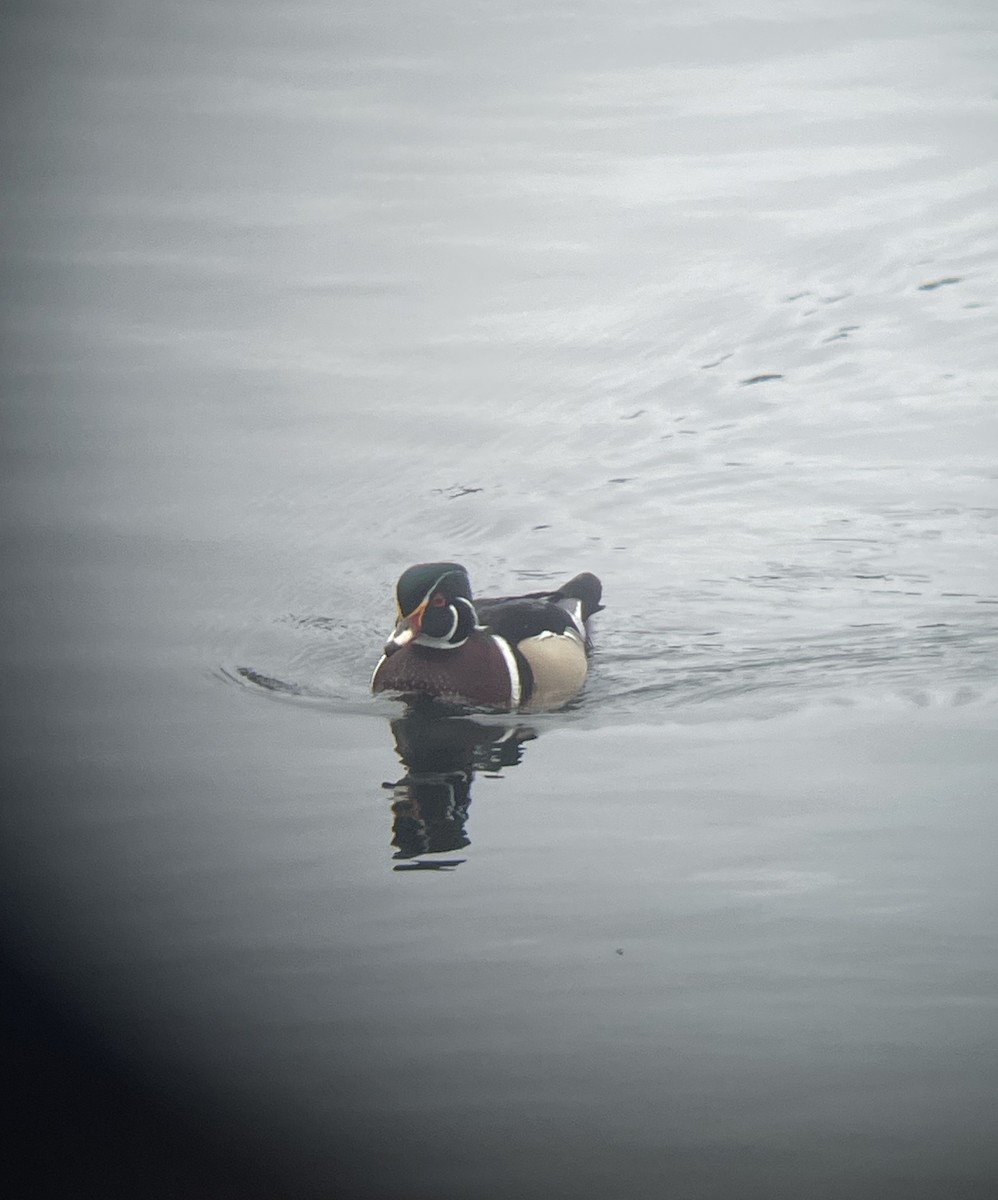 Wood Duck - ML616987523