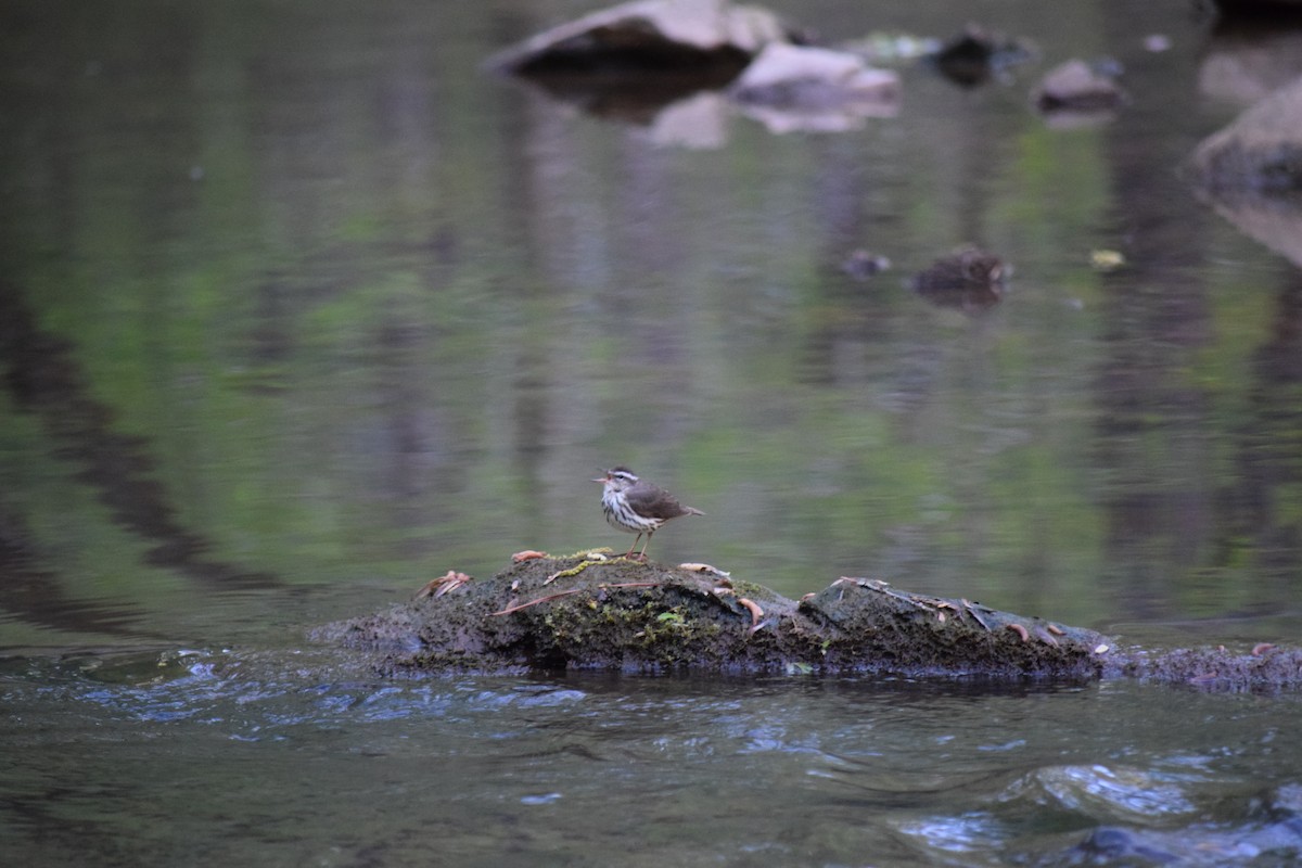 Louisiana Waterthrush - ML616987544