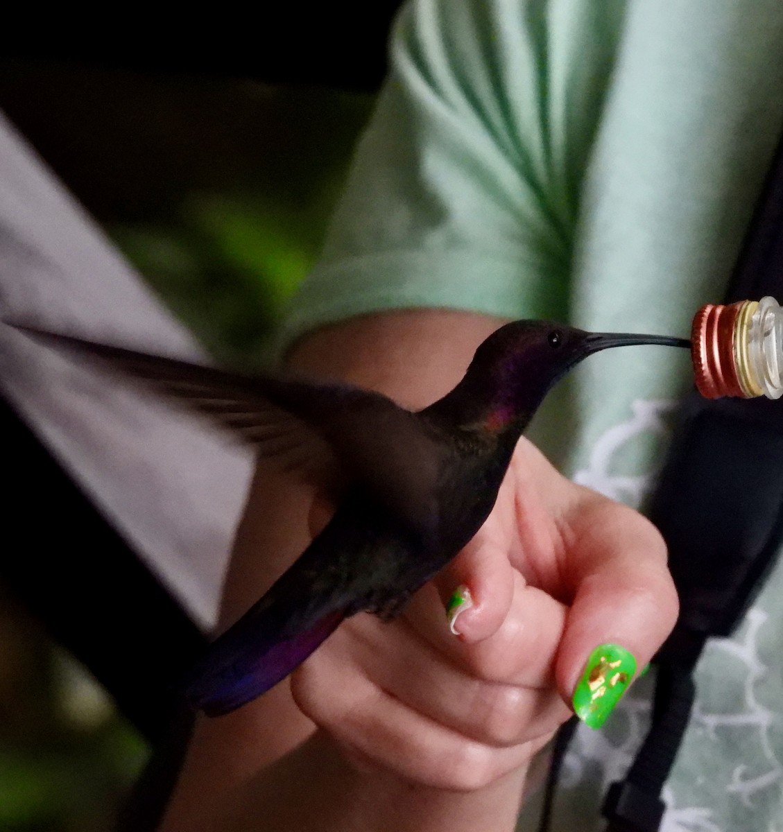 kolibřík jamajský - ML616987557