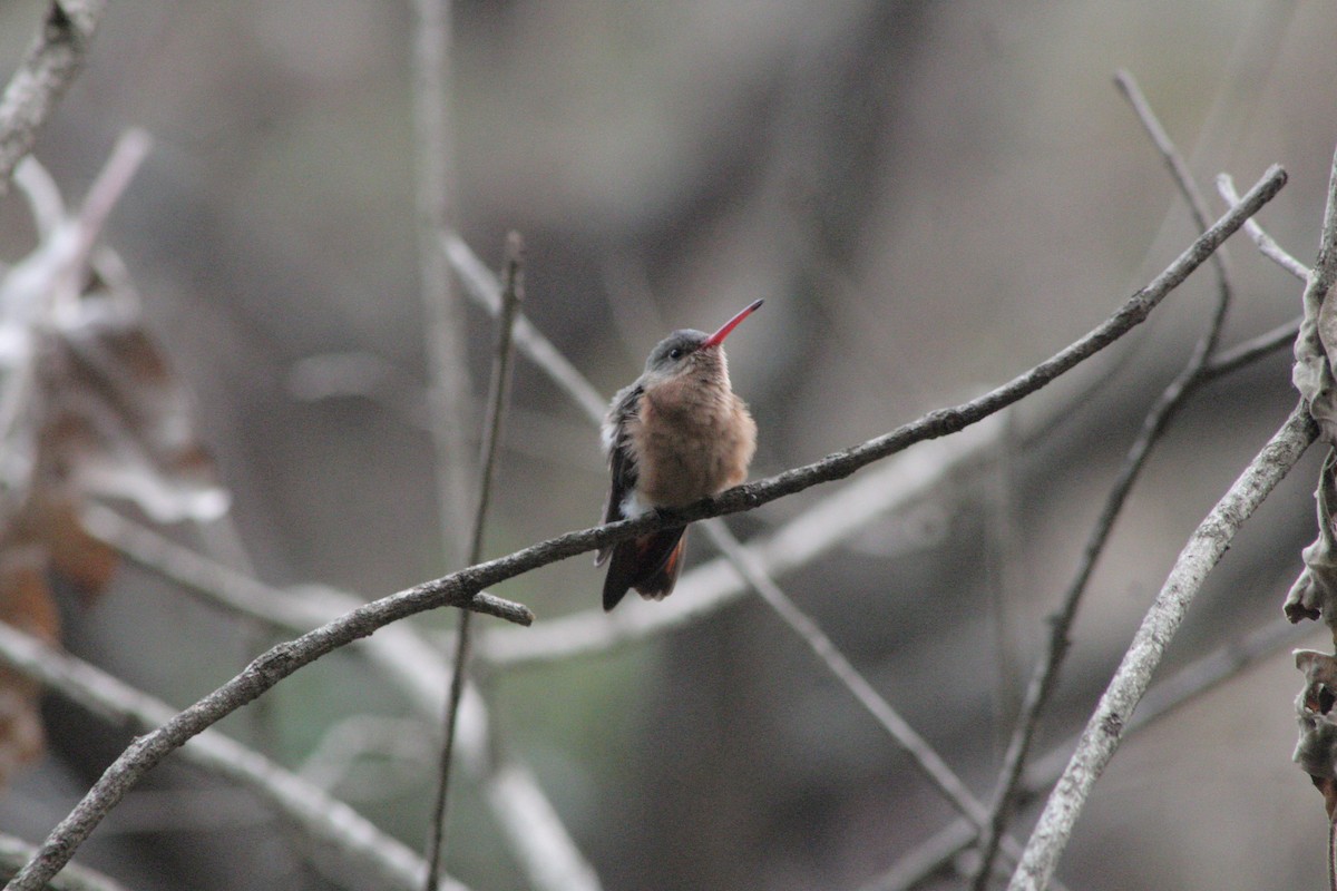 kolibřík ryšavý - ML616987612