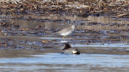 Lesser Yellowlegs - ML616987620