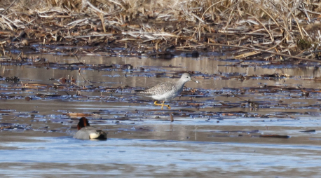 Lesser Yellowlegs - ML616987622