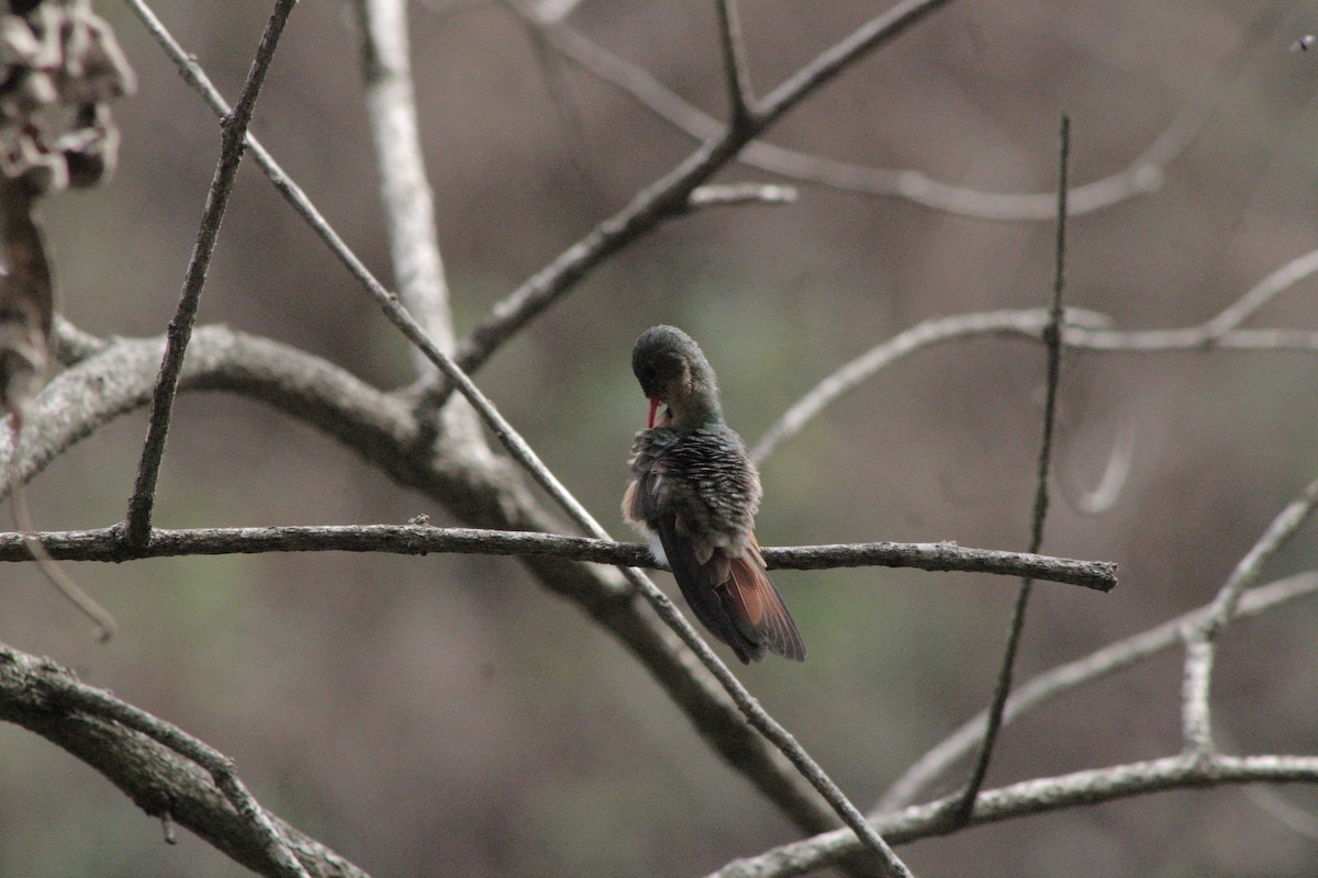 kolibřík ryšavý - ML616987631