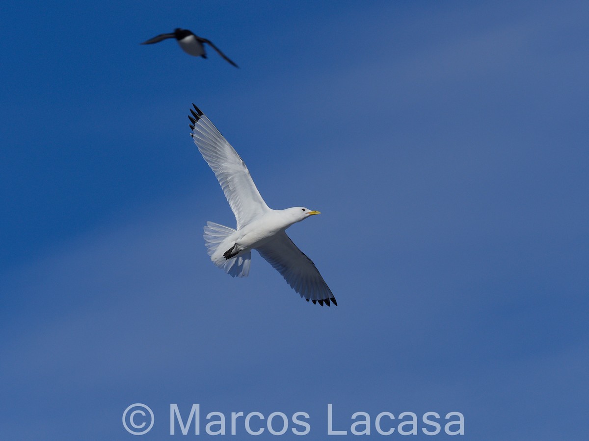 Black-legged Kittiwake - ML616987644