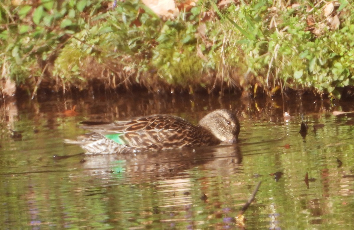 Green-winged Teal - ML616987657