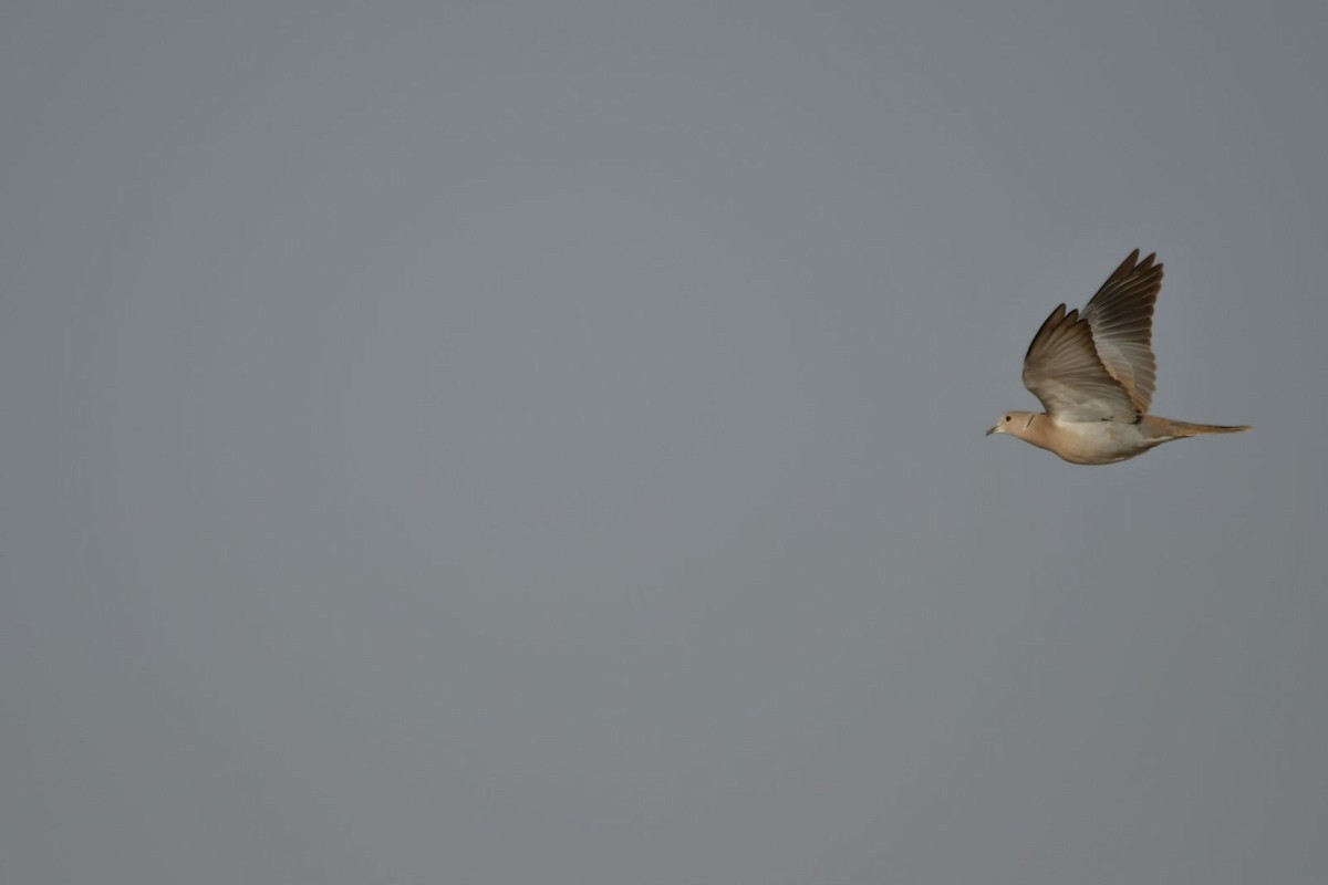 Eurasian Collared-Dove - ML616987728