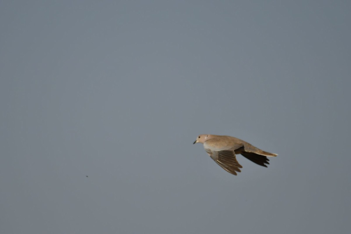 Eurasian Collared-Dove - ML616987730