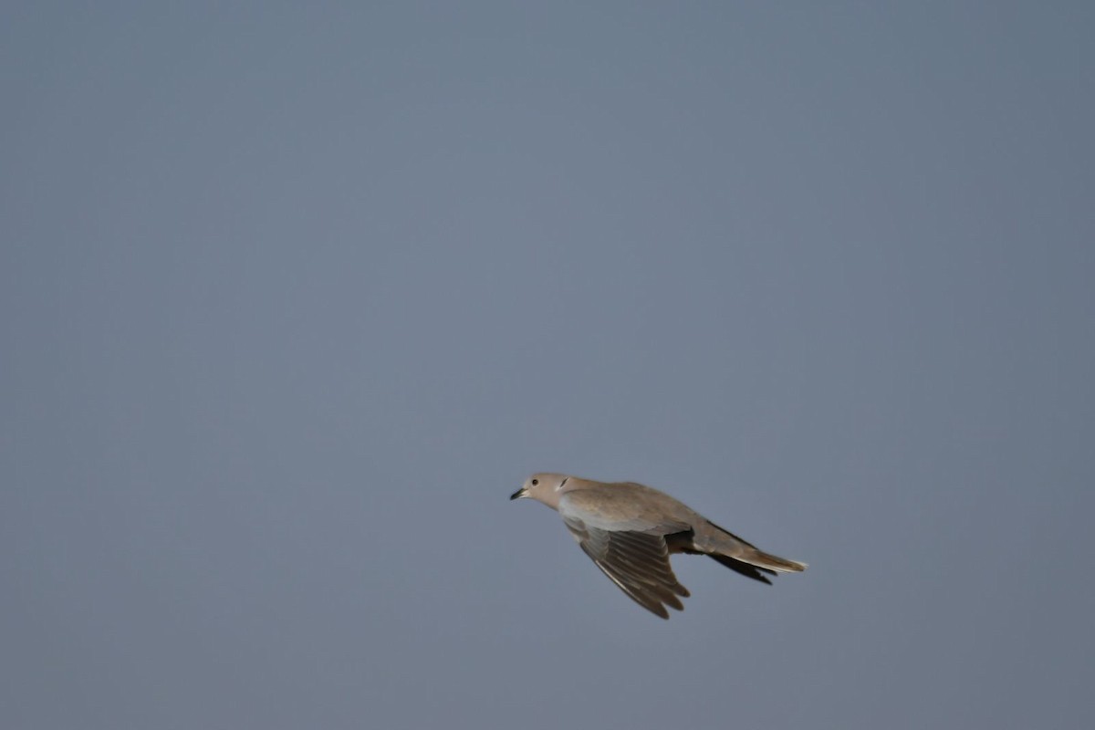 Eurasian Collared-Dove - ML616987733