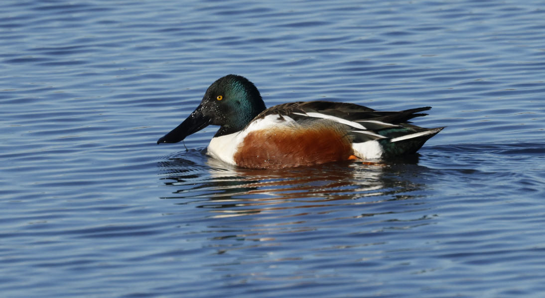 Northern Shoveler - Cindy Crease