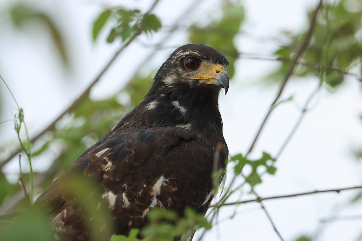 Common Black Hawk - ML616987749