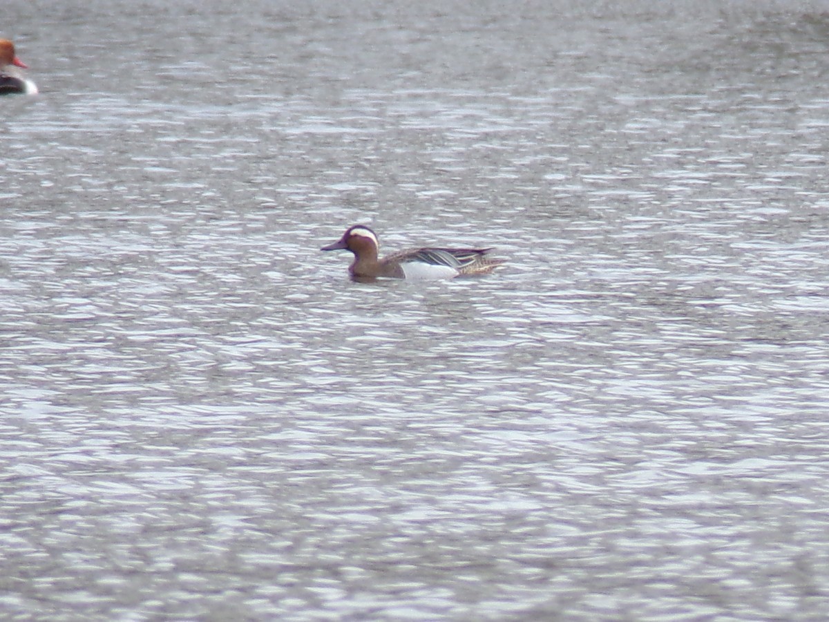 Garganey - Vojtěch Zmeškal