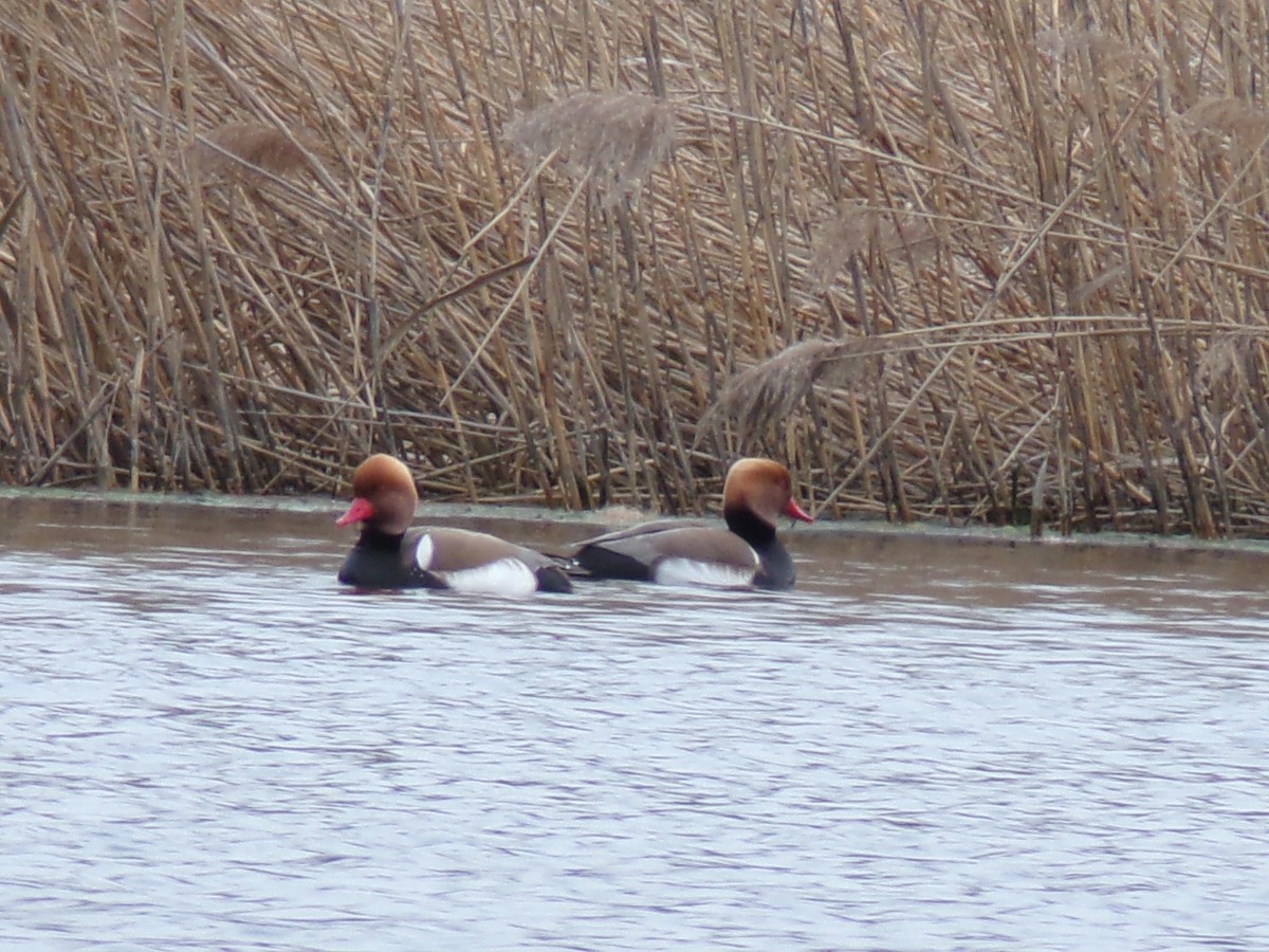 Red-crested Pochard - Vojtěch Zmeškal