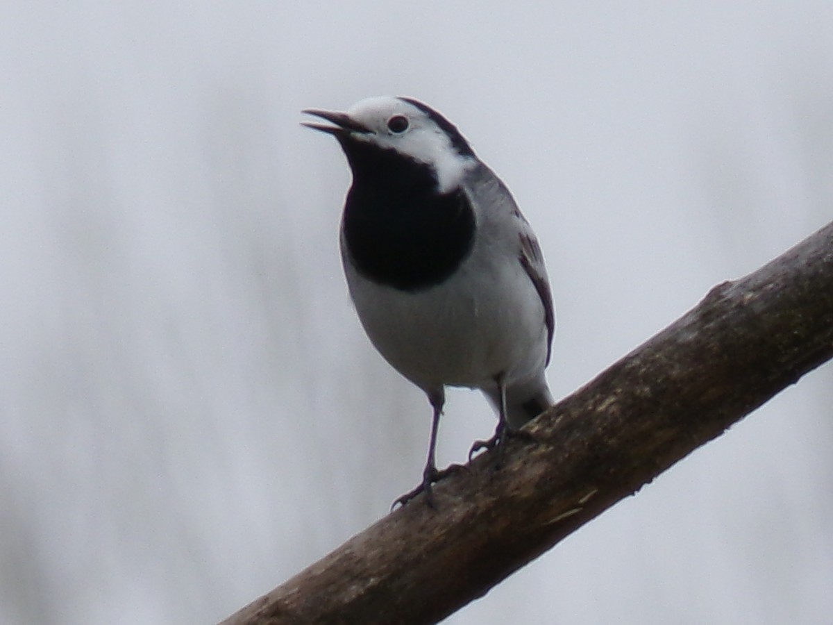 White Wagtail - ML616987788