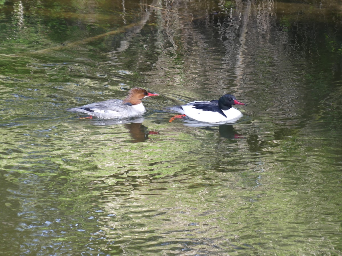 Common Merganser - Felip Holbrook