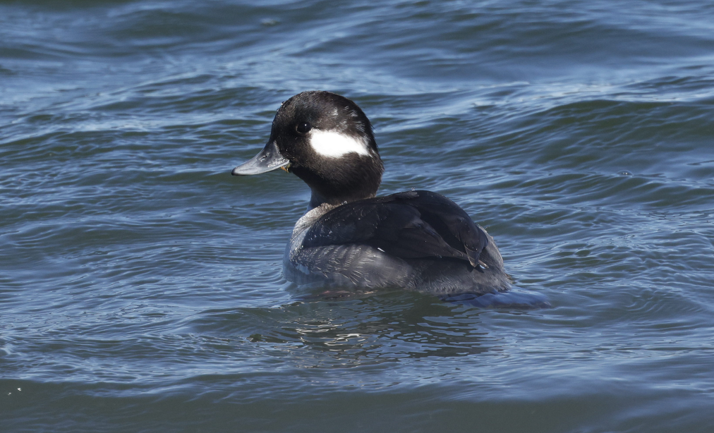 Bufflehead - Cindy Crease