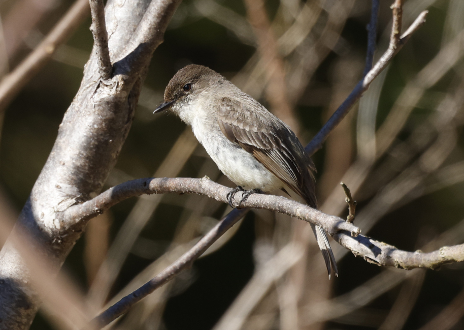 Eastern Phoebe - Cindy Crease