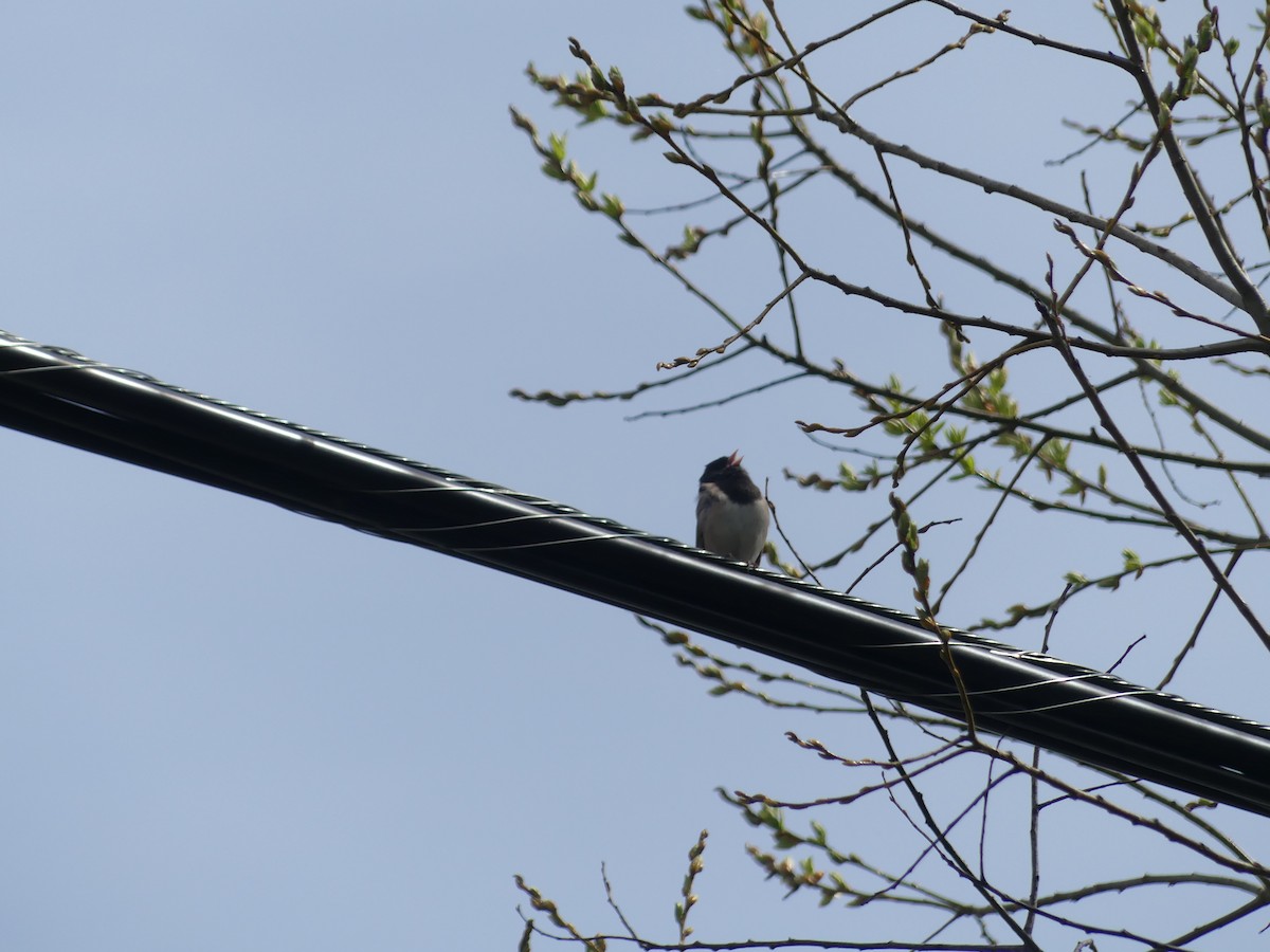 Black-capped Chickadee - Felip Holbrook