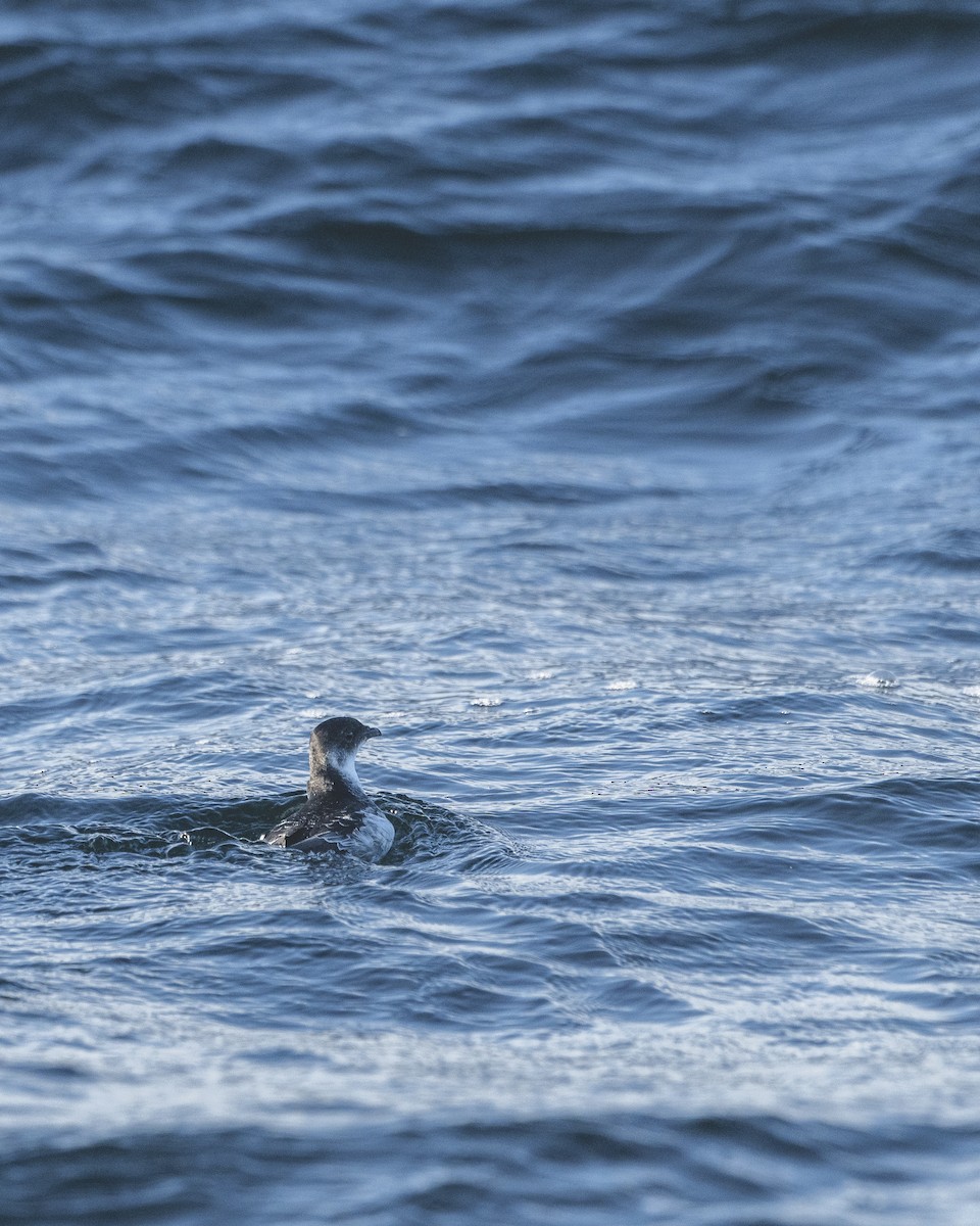 Magellanic Diving-Petrel - ML616987848