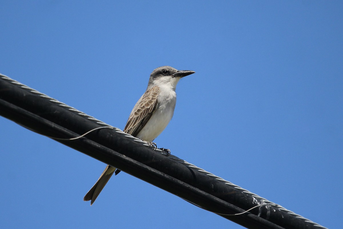 Gray Kingbird - ML616987855