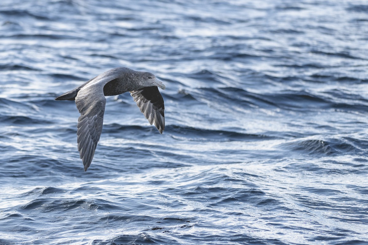 Southern Giant-Petrel - Jorge Vidal Melián