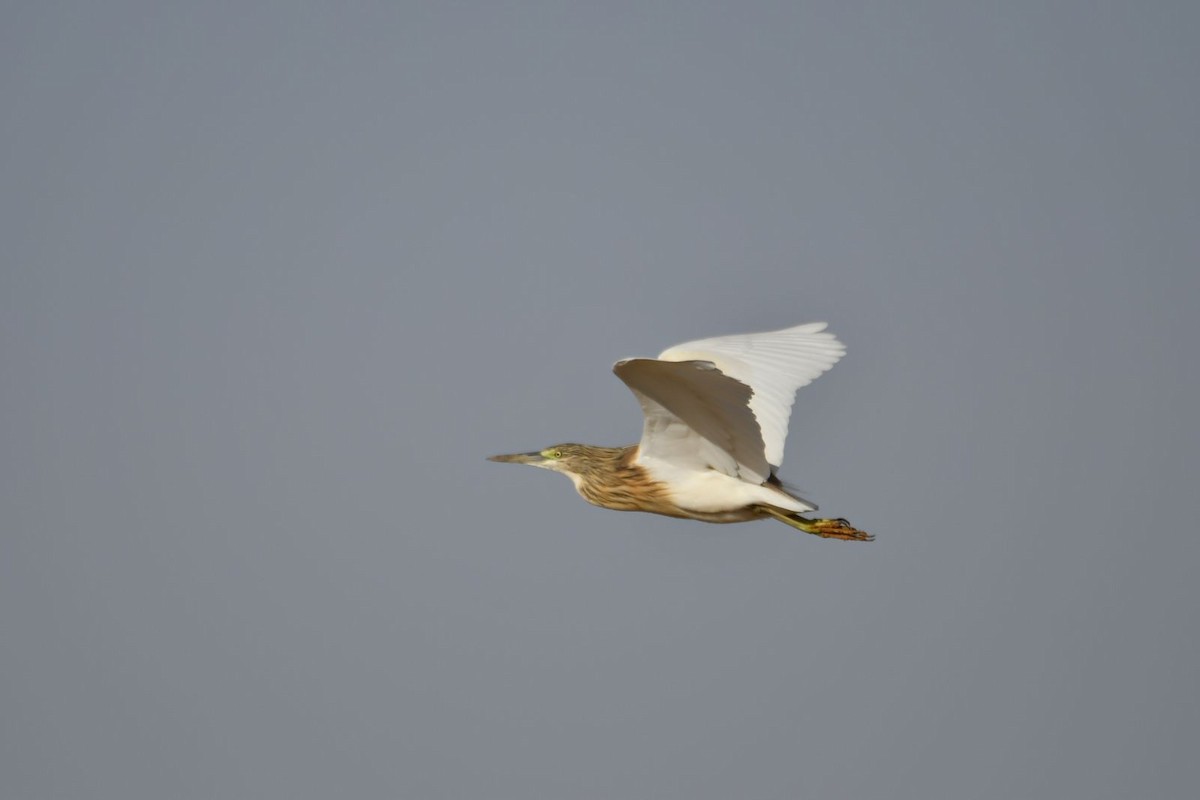 Squacco Heron - ML616987978