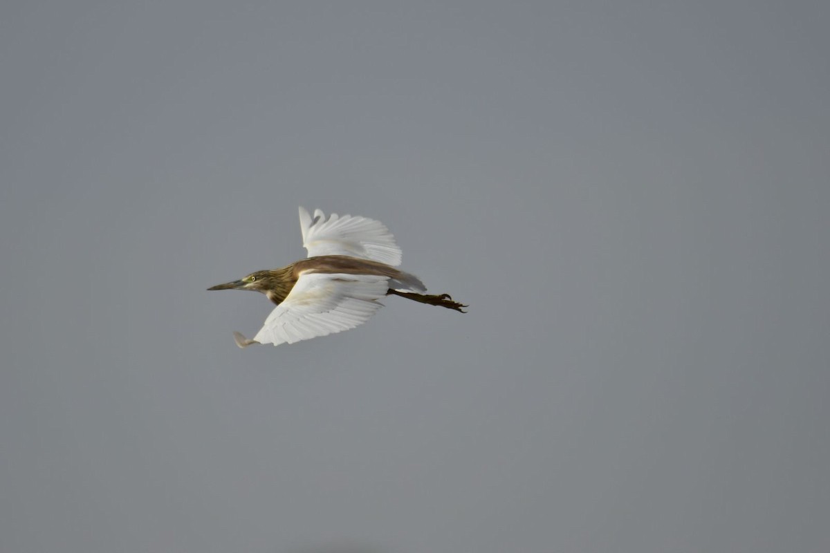 Squacco Heron - ML616987982