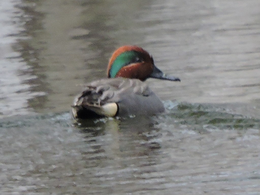 Green-winged Teal - ML616987992