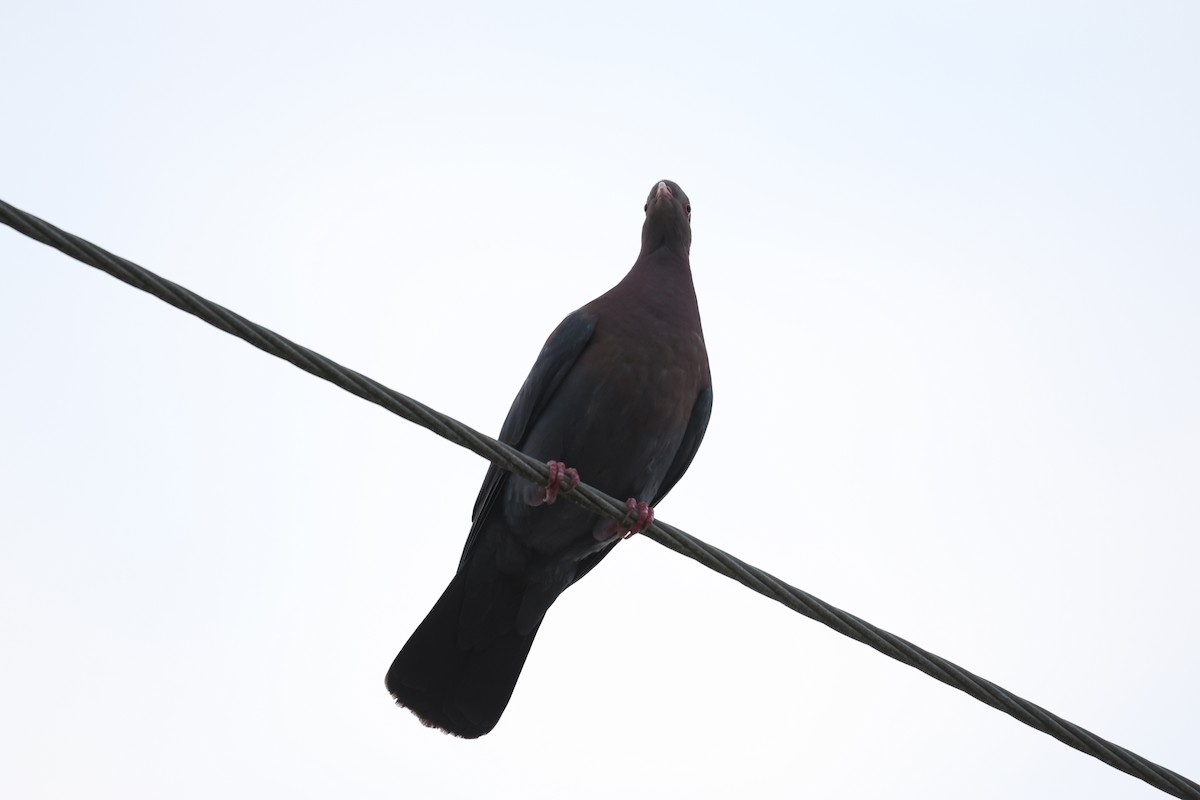 Red-billed Pigeon - ML616987995