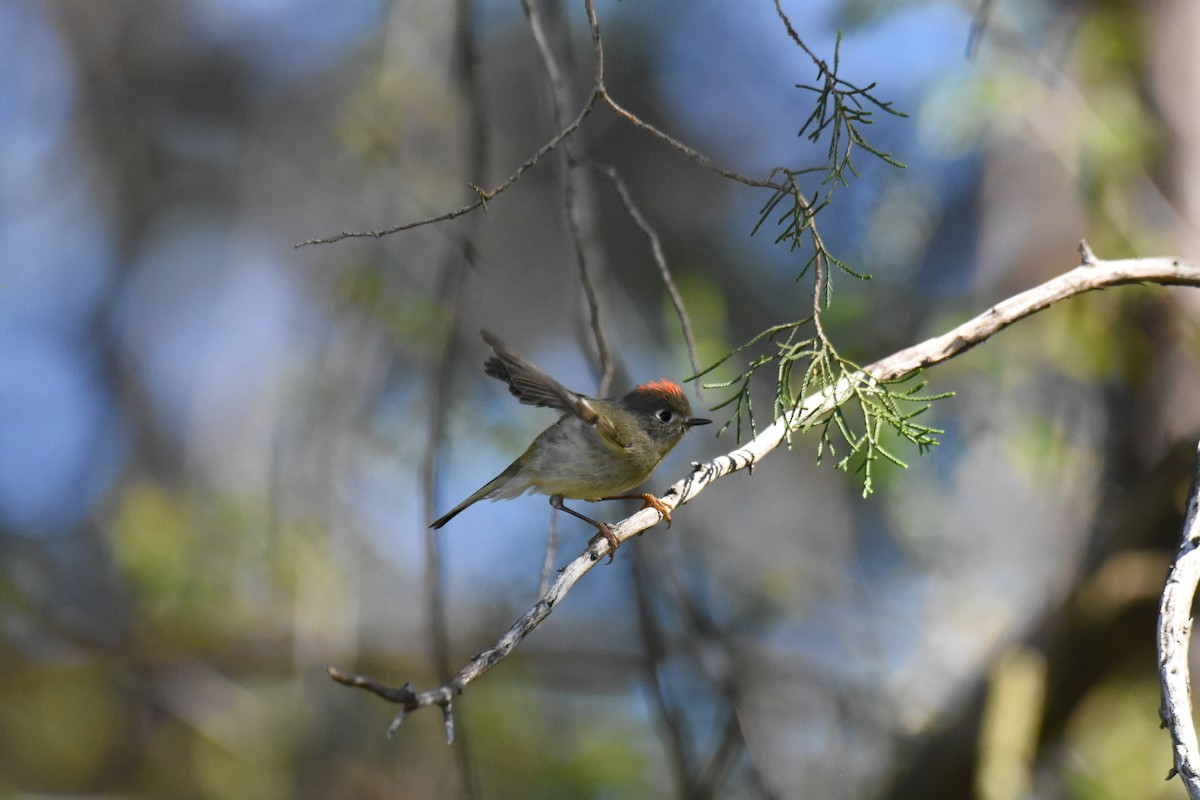 Ruby-crowned Kinglet - Jay Powell