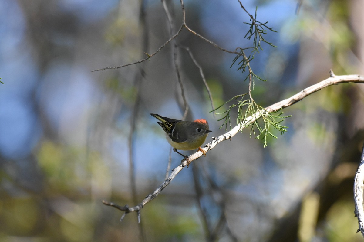 Ruby-crowned Kinglet - ML616988010