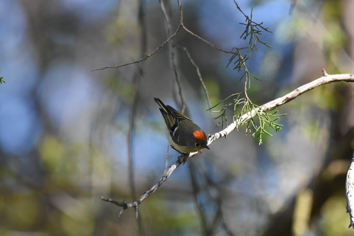 Ruby-crowned Kinglet - Jay Powell