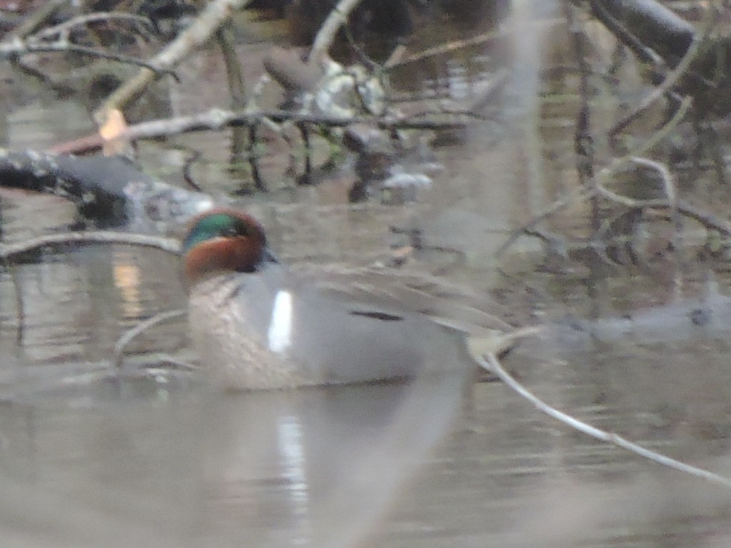 Green-winged Teal - ML616988016