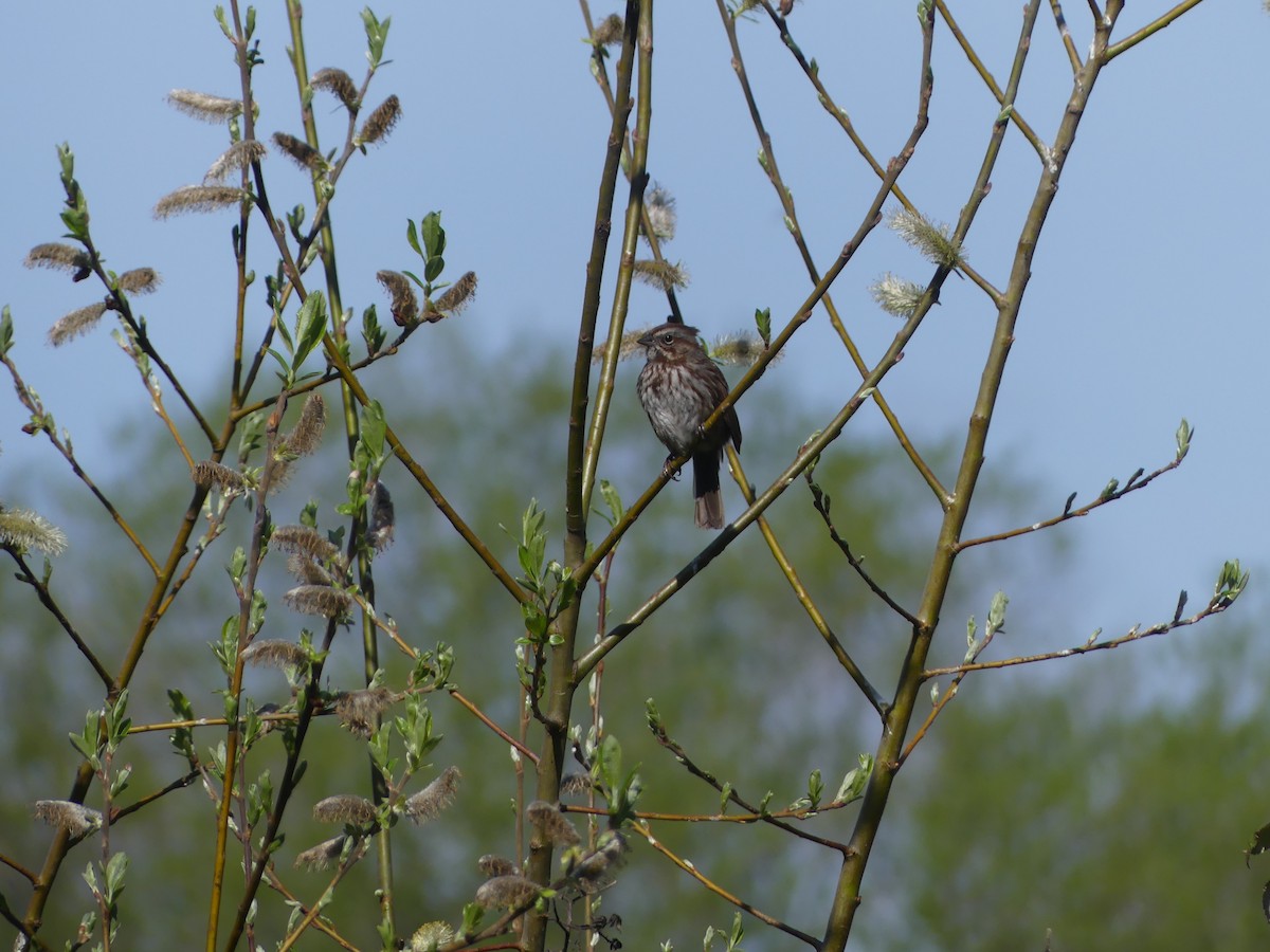 Song Sparrow - Felip Holbrook