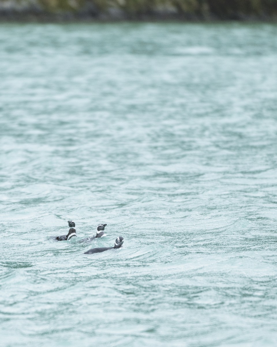 Magellanic Penguin - Jorge Vidal Melián