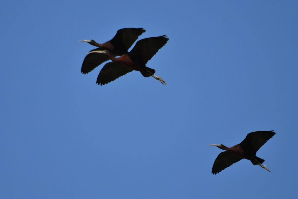 Glossy Ibis - ML616988070