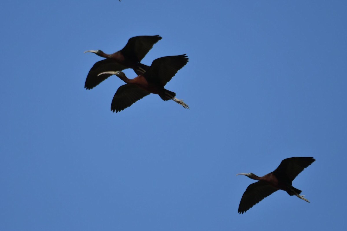 Glossy Ibis - ML616988073