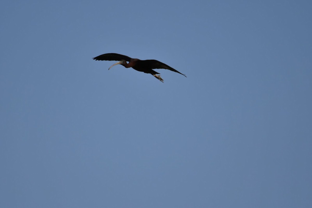 Glossy Ibis - ML616988076