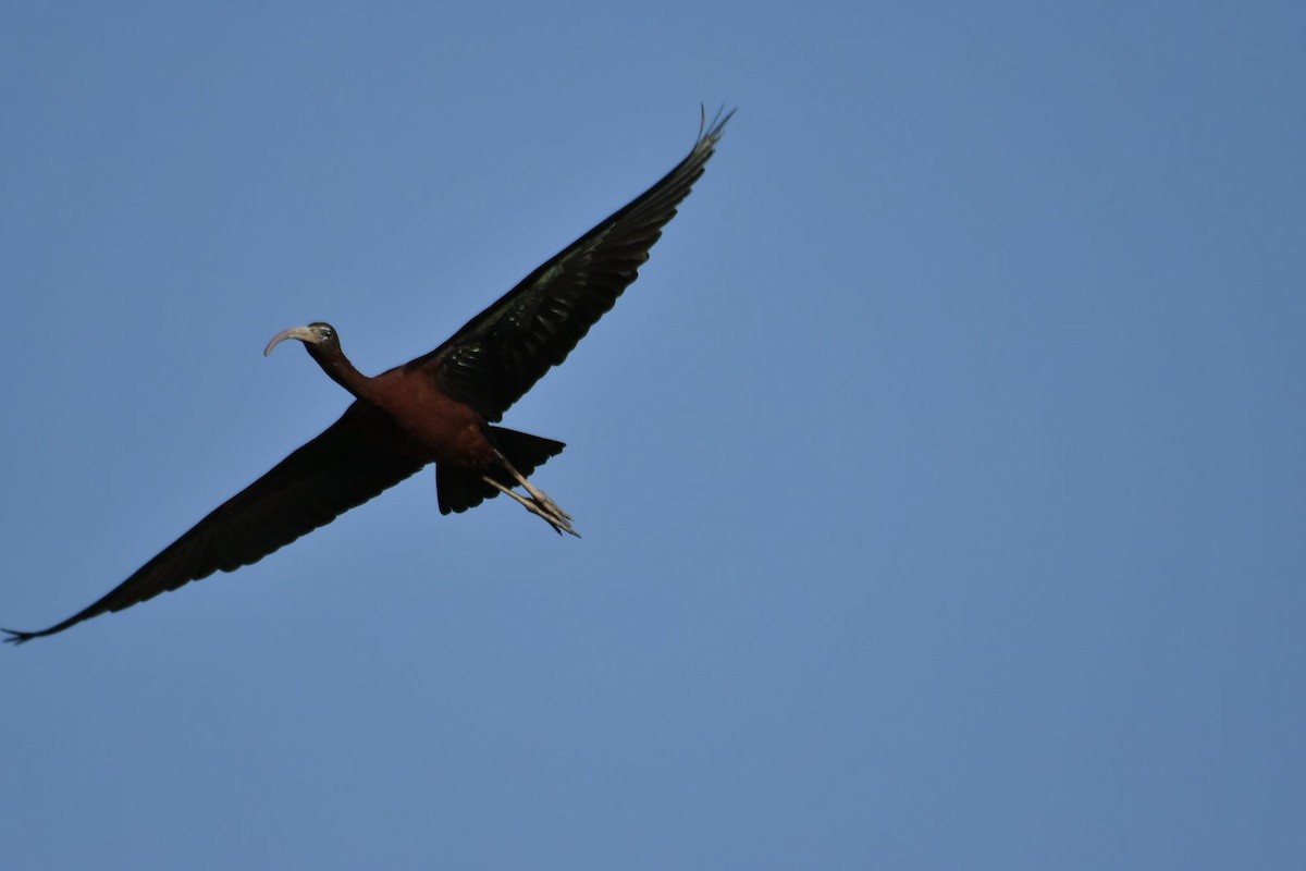 Glossy Ibis - ML616988078