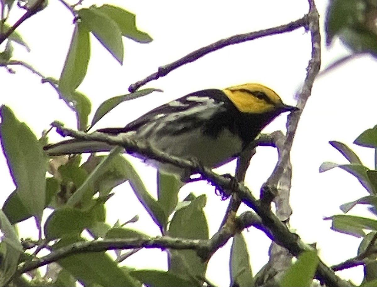 Golden-cheeked Warbler - ML616988098