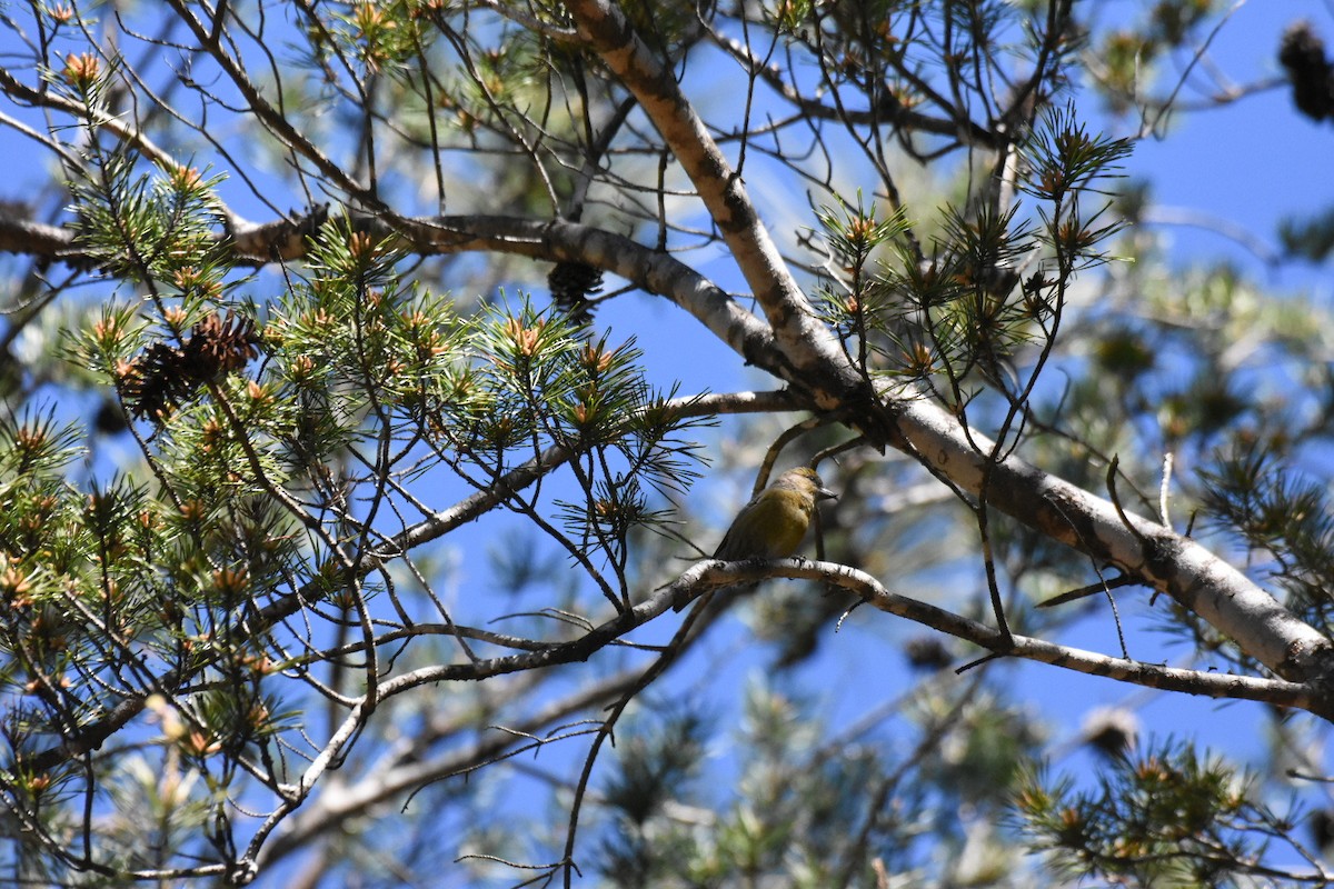 Red Crossbill - Jay Powell