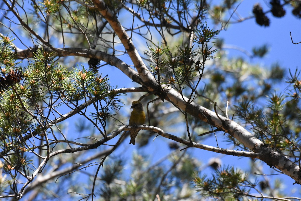 Red Crossbill - ML616988188