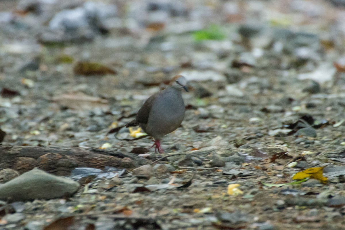 Gray-chested Dove - ML616988204