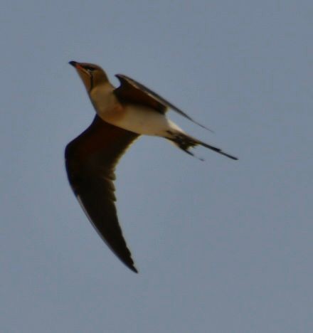 Collared Pratincole - Netanel B