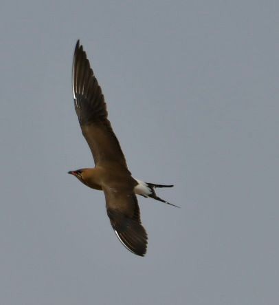 Collared Pratincole - Netanel B