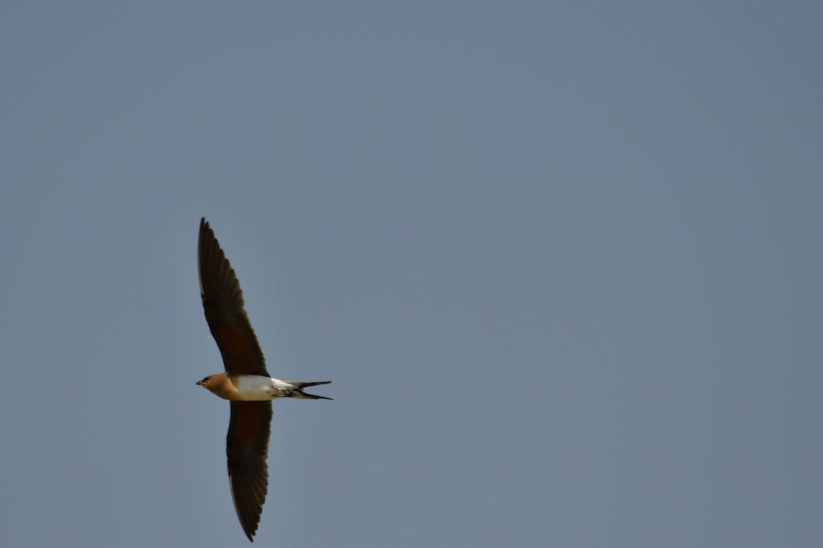 Collared Pratincole - ML616988236