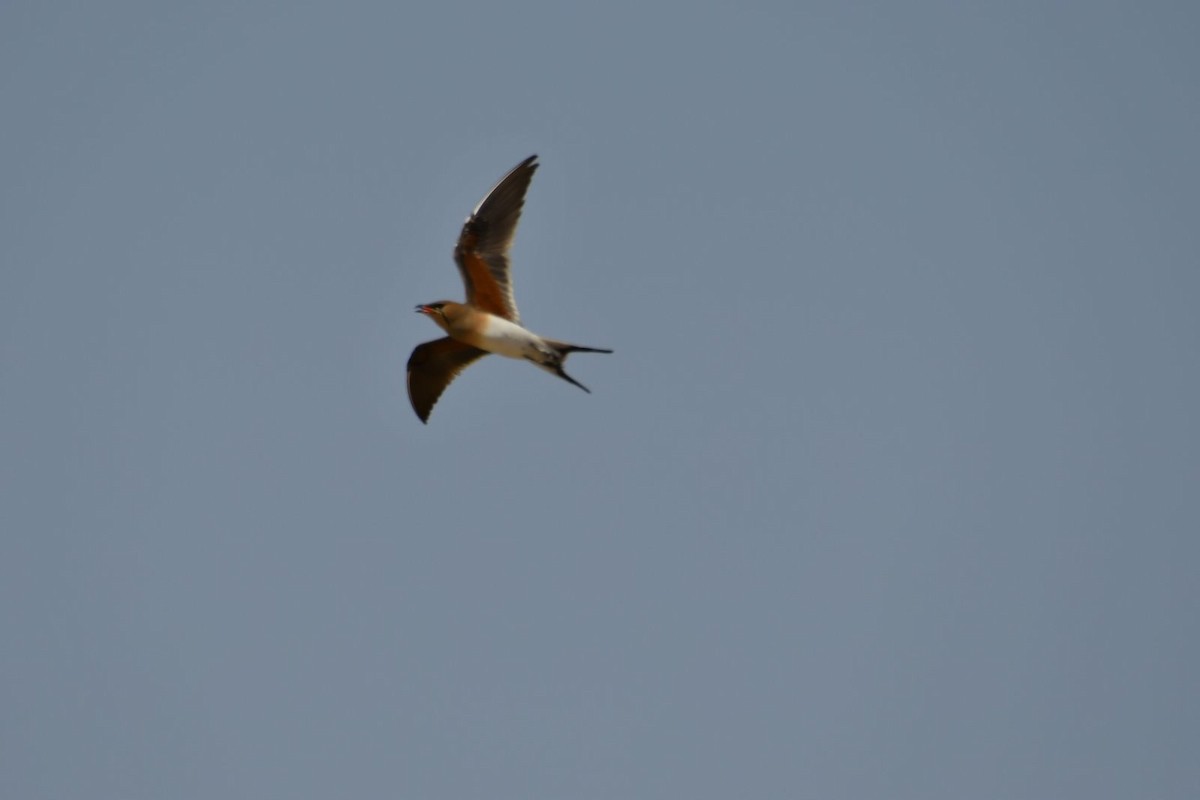 Collared Pratincole - Netanel B