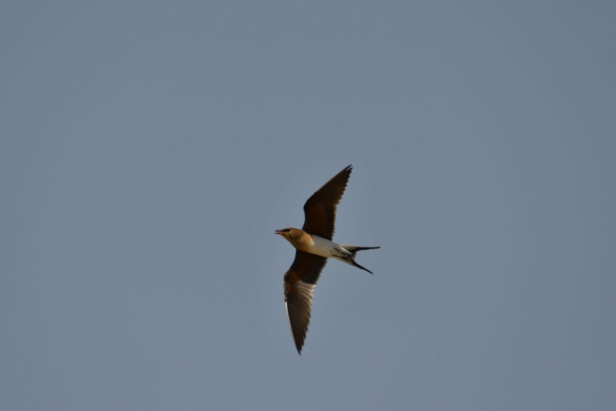 Collared Pratincole - Netanel B