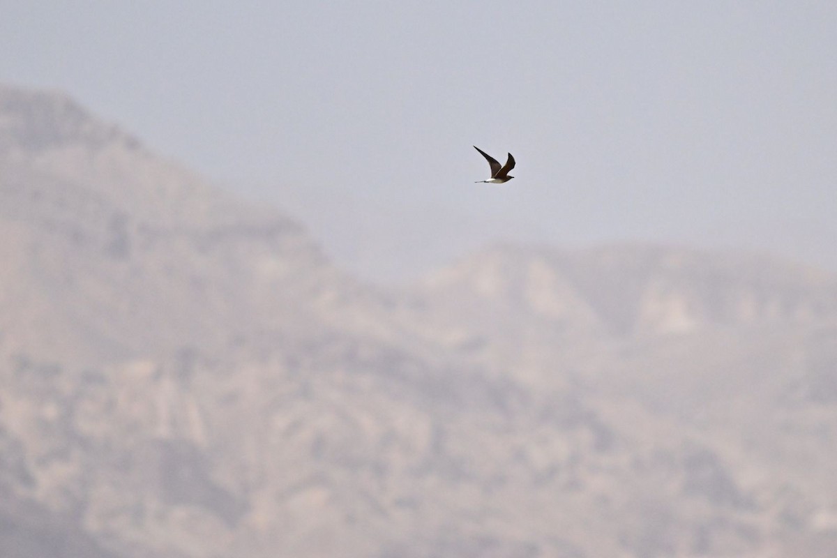 Collared Pratincole - Netanel B